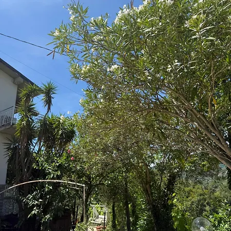 Gelso Bianco, Giardino Sul Mare Segno